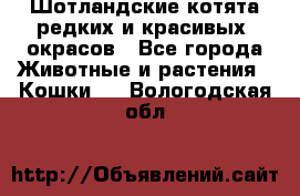 Шотландские котята редких и красивых  окрасов - Все города Животные и растения » Кошки   . Вологодская обл.